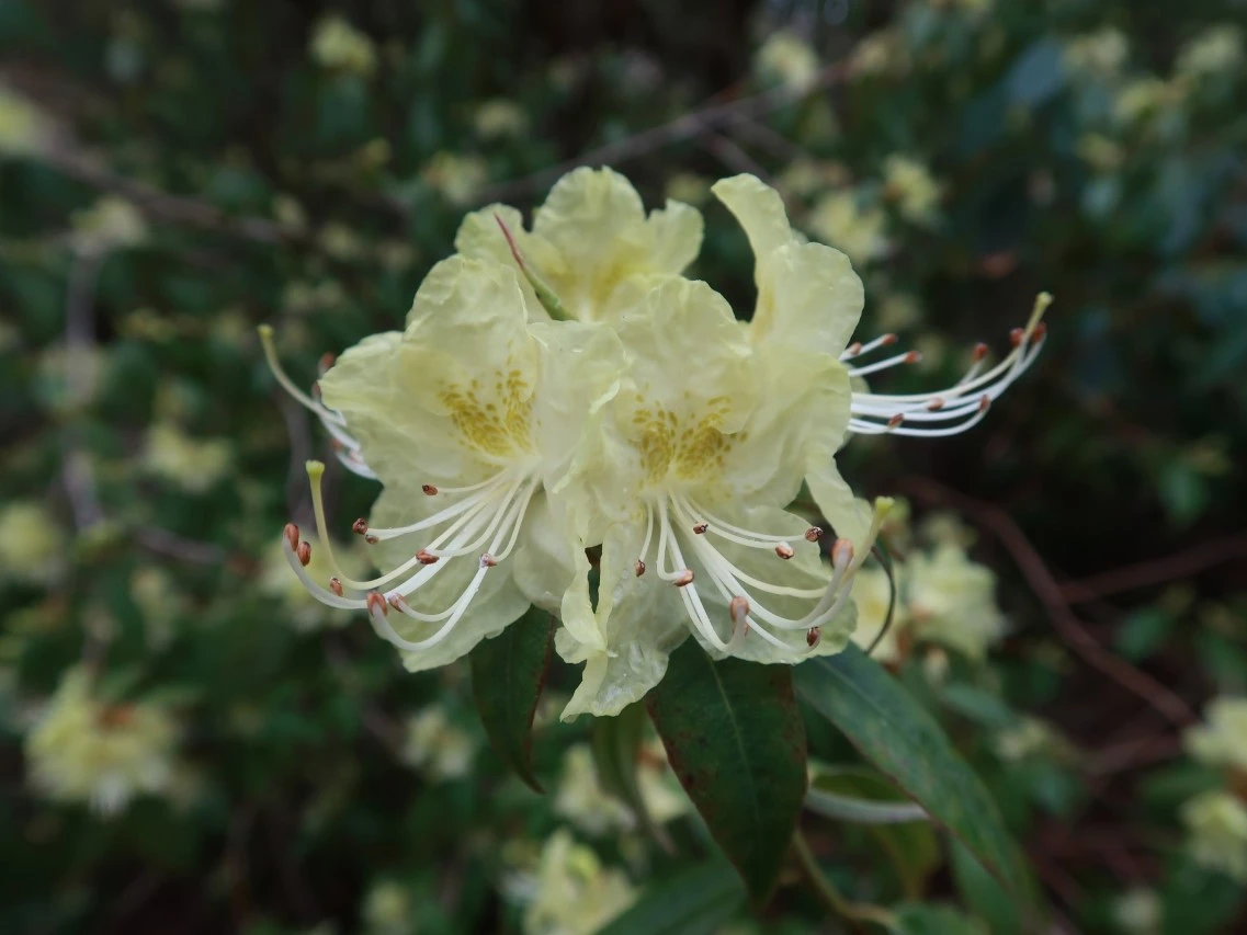 R. lutescens